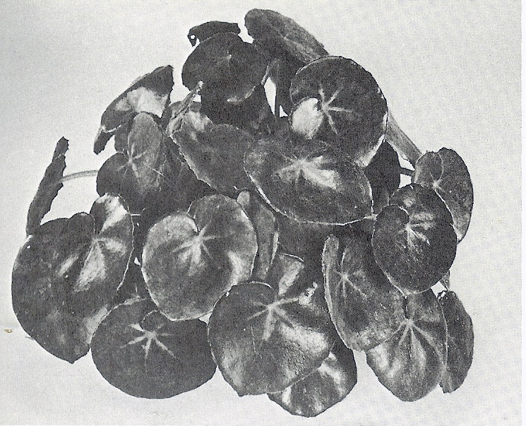 B. ‘Merry-Go-Round’